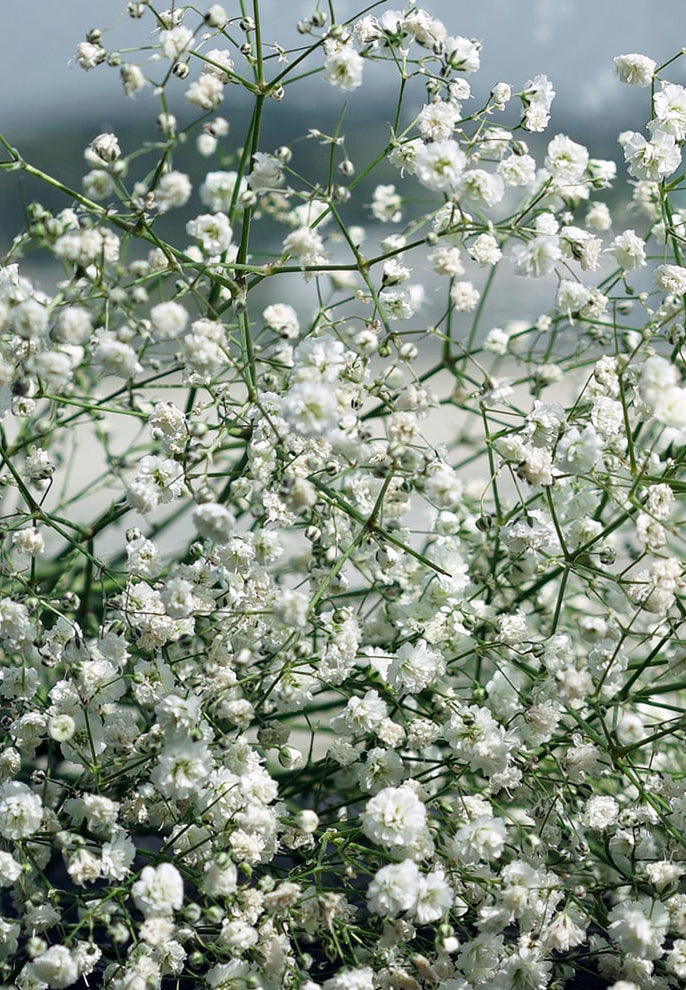 MAYA No.1 10ML – Maya Fragrances